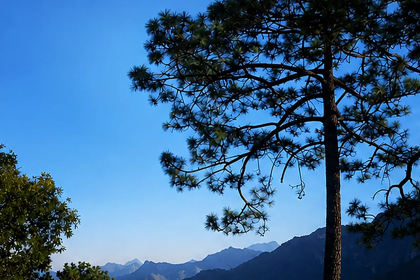 Pine-covered hillside over the mountains in the morning