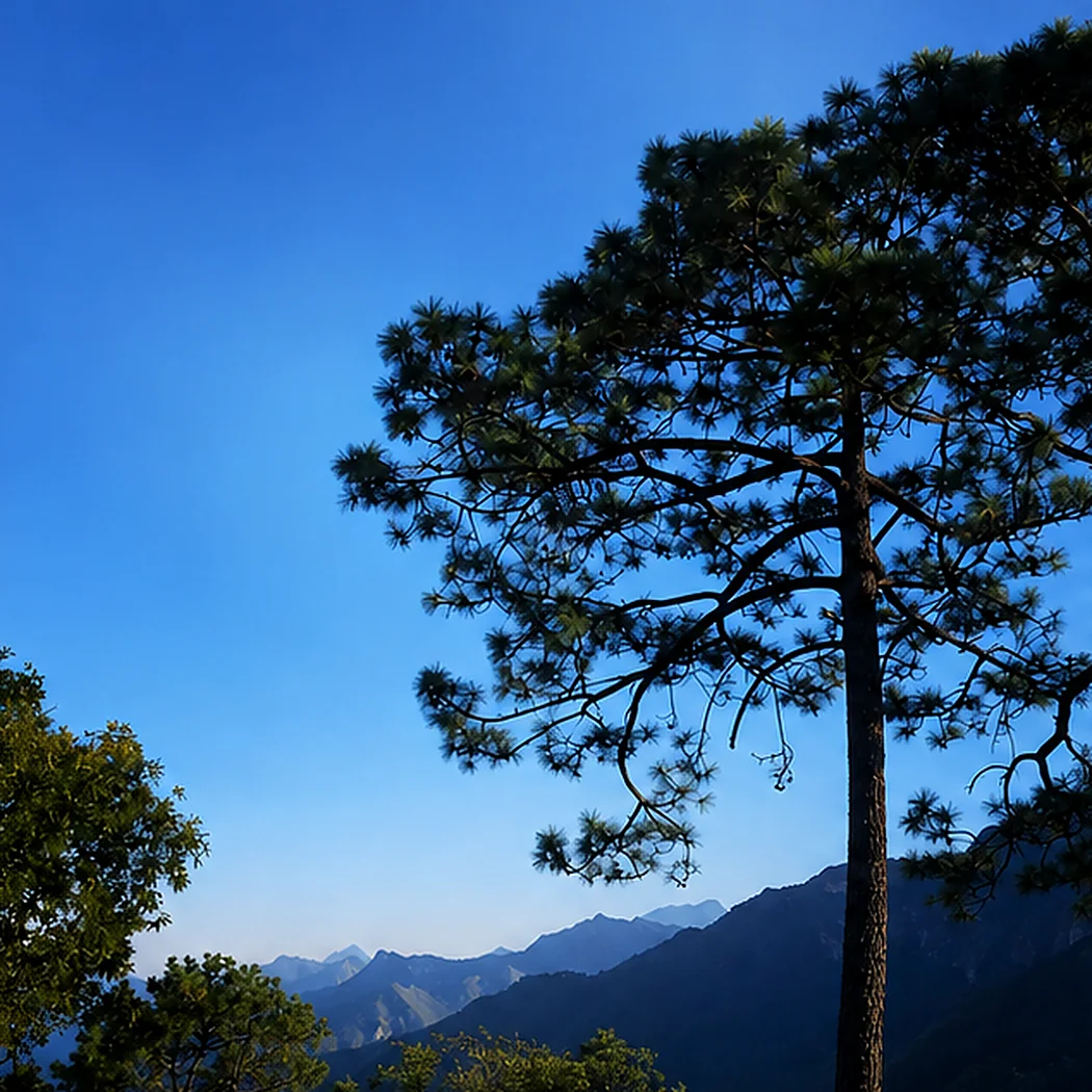 Mature pine tree on a mountain ridge with blue ranges in the background