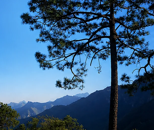 Pine tree on a hillside with mountains in the background